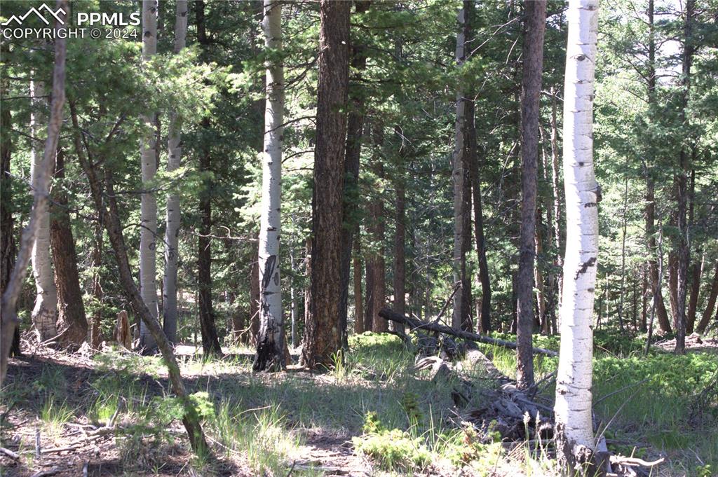 358 Pawutsy Road Florissant, CO 80816 - Photo 4 of 21