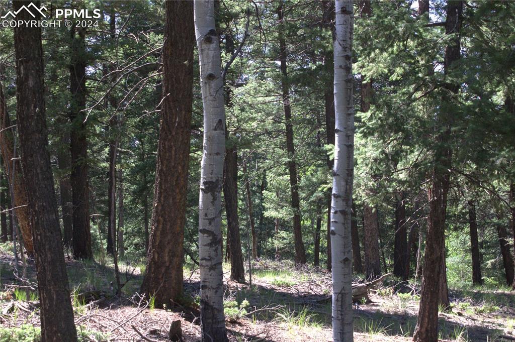 358 Pawutsy Road Florissant, CO 80816 - Photo 5 of 21