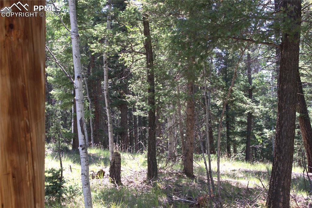 358 Pawutsy Road Florissant, CO 80816 - Photo 6 of 21