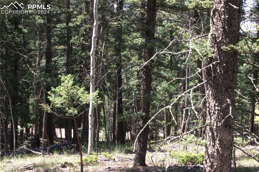 358 Pawutsy Road Florissant, CO 80816 - Photo 7 of 21