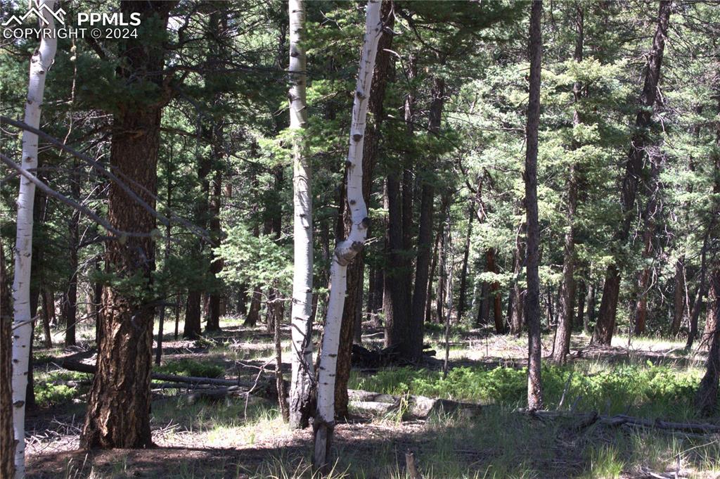 358 Pawutsy Road Florissant, CO 80816 - Photo 10 of 21