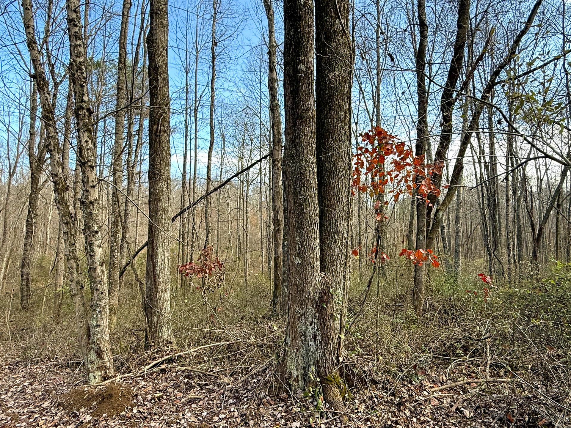 0 Dutch Ridge Road Southeast, Unit WOODS TURKEY RUN TRACT 4) New Lexington, OH 43764 - Photo 57 of 58 CT-57