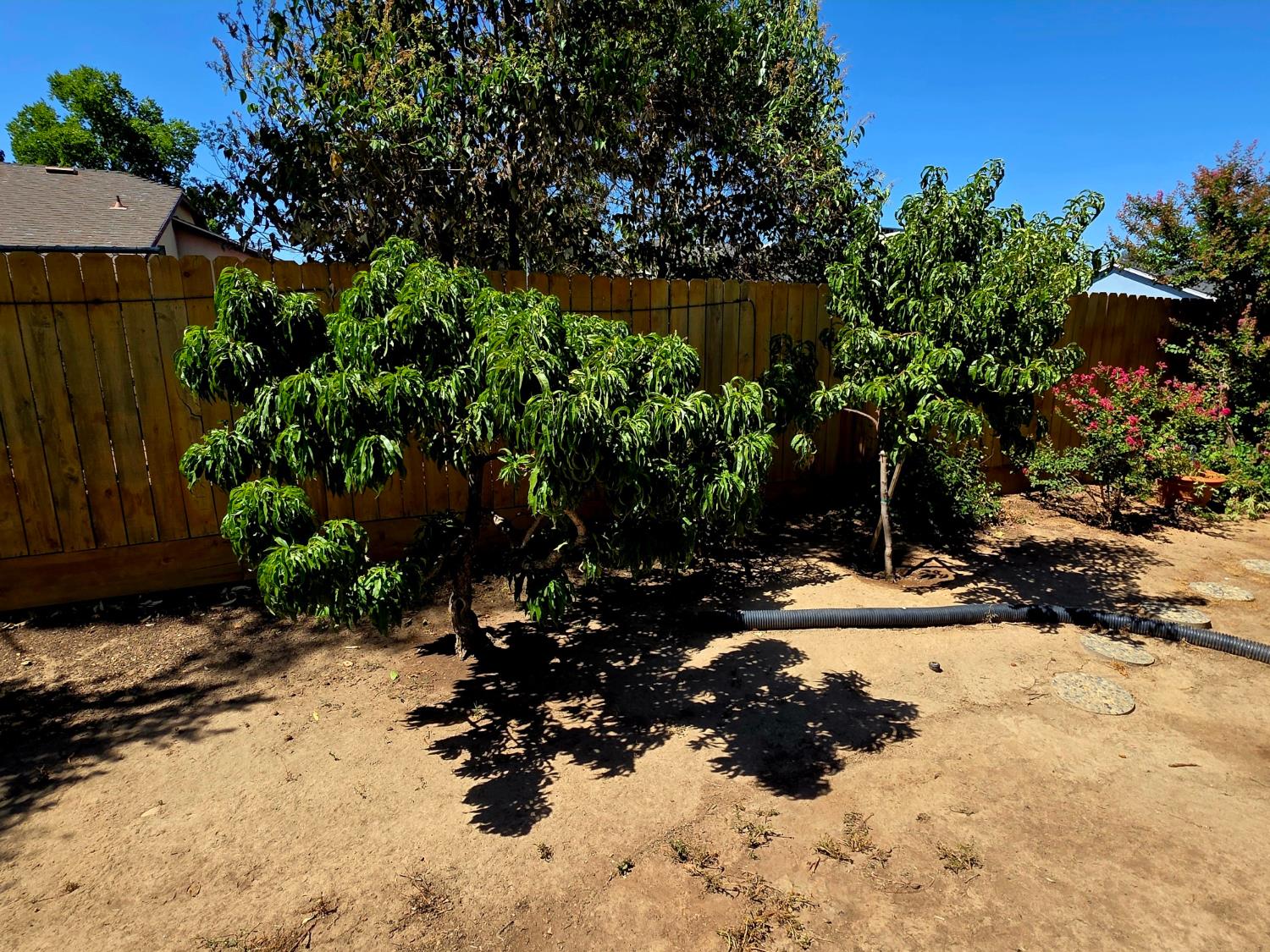 2214 Holt Avenue Sanger, CA 93657 - Photo 54 of 54 Fruit Trees