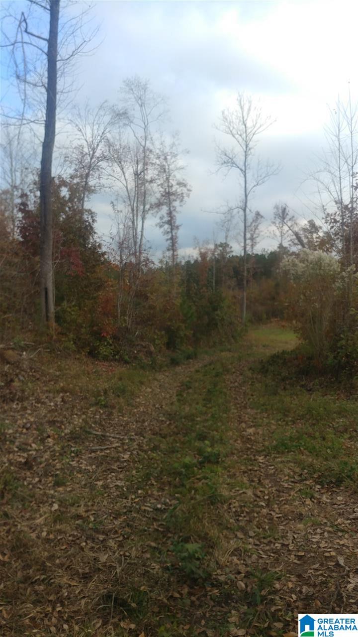 0 Bulldog Bend Road Brierfield, AL 35035 - Photo 21 of 32
