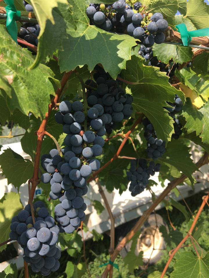 3474 F Road Clifton, CO 81520 - Photo 7 of 15 a view of grapes plant