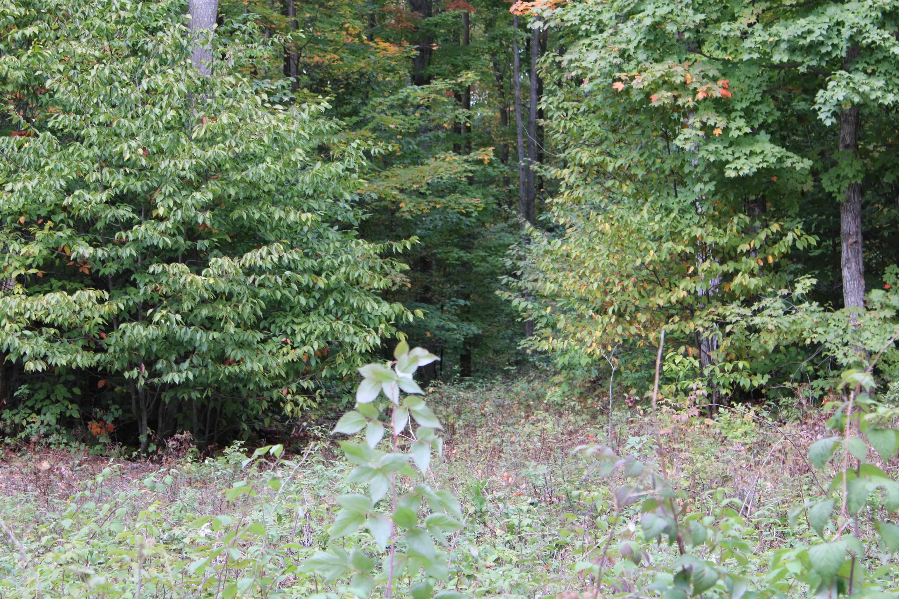 Derry Road Alba, MI 49611 - Photo 47 of 50