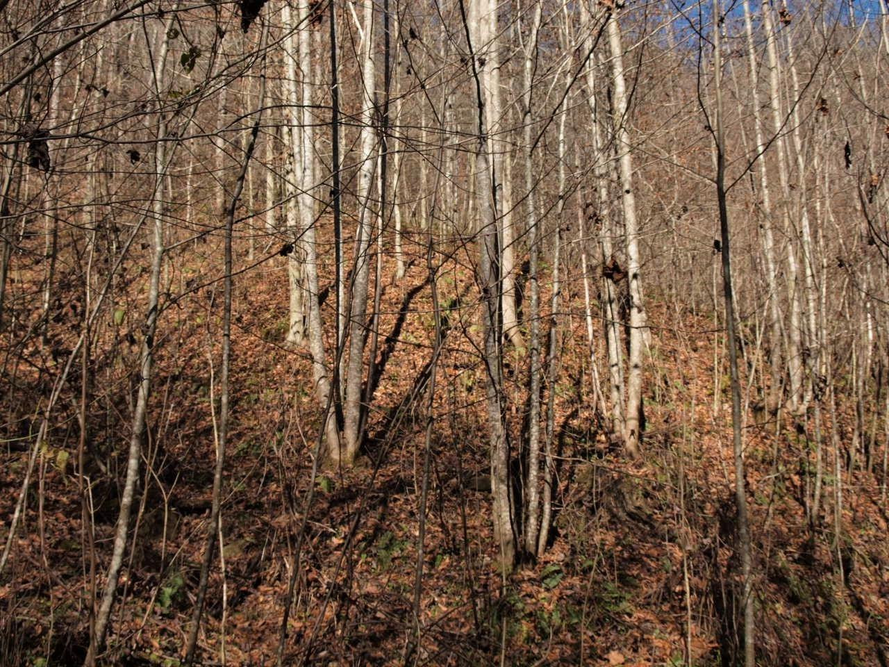 344 Garnet Cemetery Road Green Road, KY 40946 - Photo 24 of 30 Photo 24