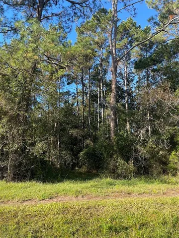 a view of a forest with lots of trees