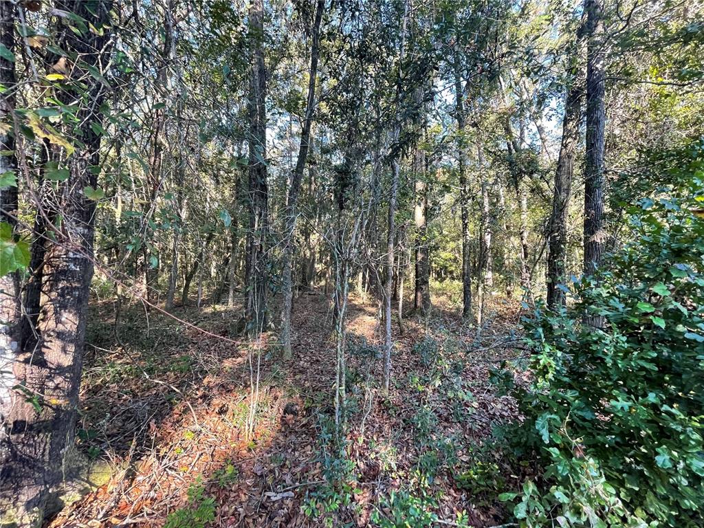 Tbd Southeast 5th Avenue Lake Butler, FL 32054 - Photo 13 of 26 a view of a forest with lots of trees