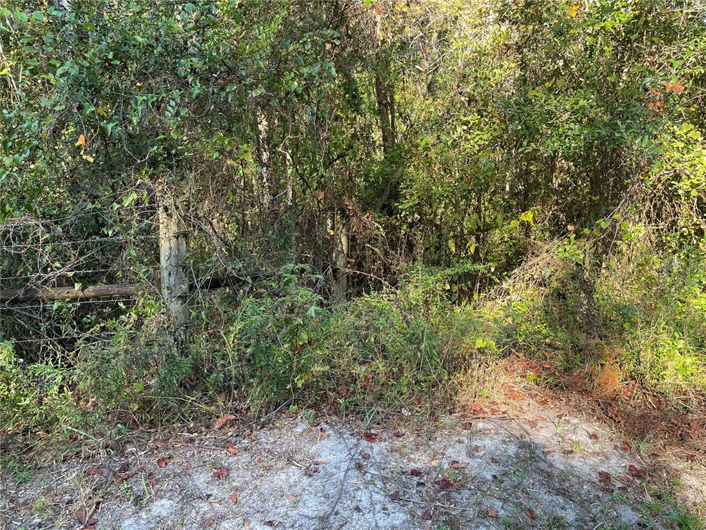 Tbd Southeast 5th Avenue Lake Butler, FL 32054 - Photo 14 of 26 a view of a forest with lots of trees