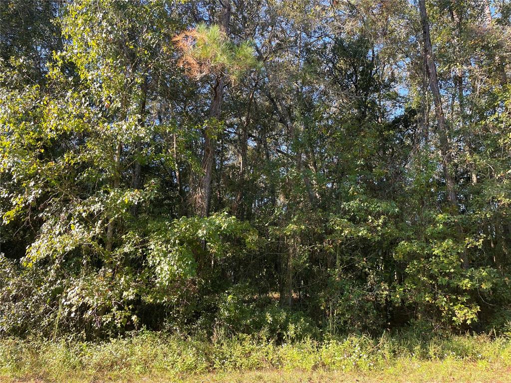 Tbd Southeast 5th Avenue Lake Butler, FL 32054 - Photo 16 of 26 a view of a yard