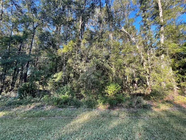 a view of a tree in between the bunch of trees