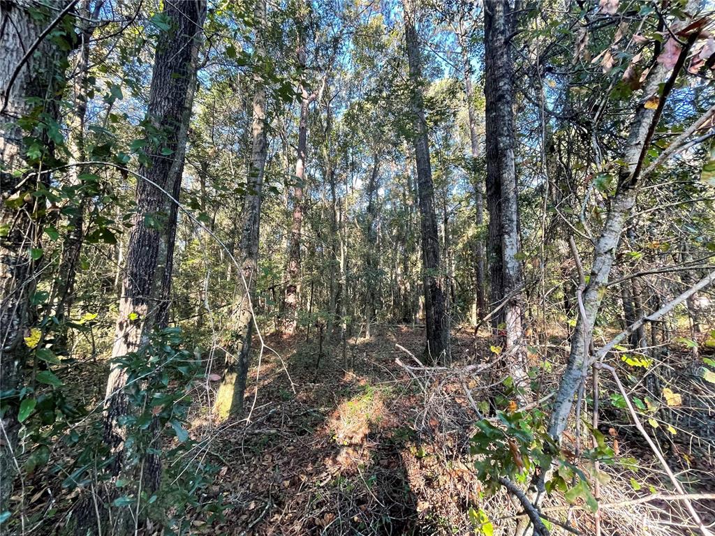 Tbd Southeast 5th Avenue Lake Butler, FL 32054 - Photo 18 of 26 a view of a tree in between the bunch of trees