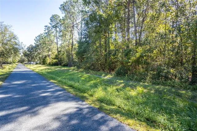 a view of a yard with plants and large trees