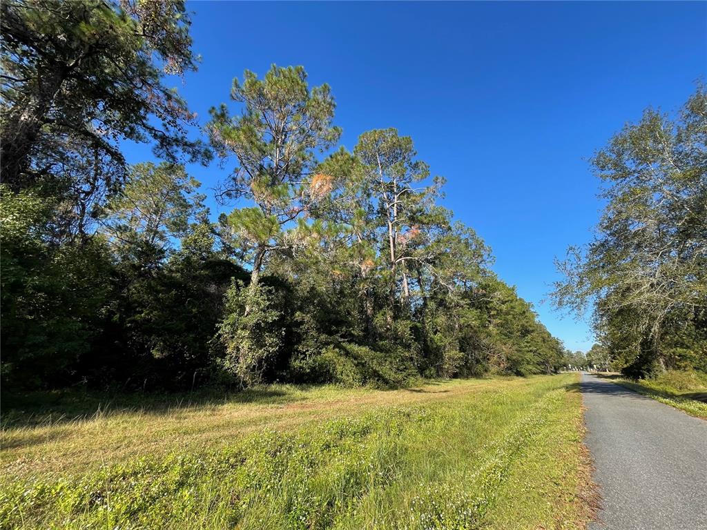 Tbd Southeast 5th Avenue Lake Butler, FL 32054 - Photo 7 of 26 a view of a yard with potted plants and large trees