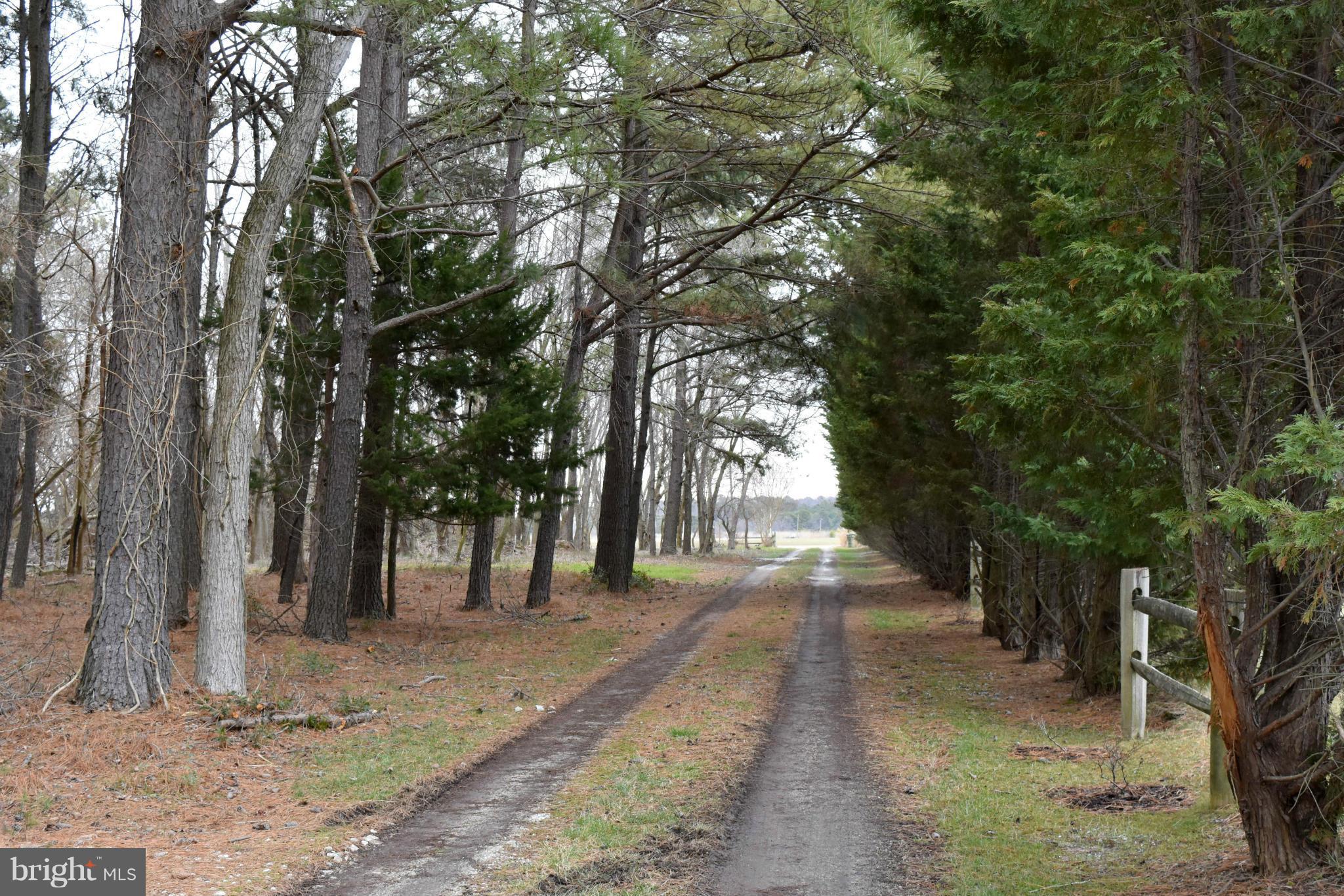 5176 Black Walnut Point Road Tilghman, MD 21671 - Photo 30 of 30 Tree Lined Drive