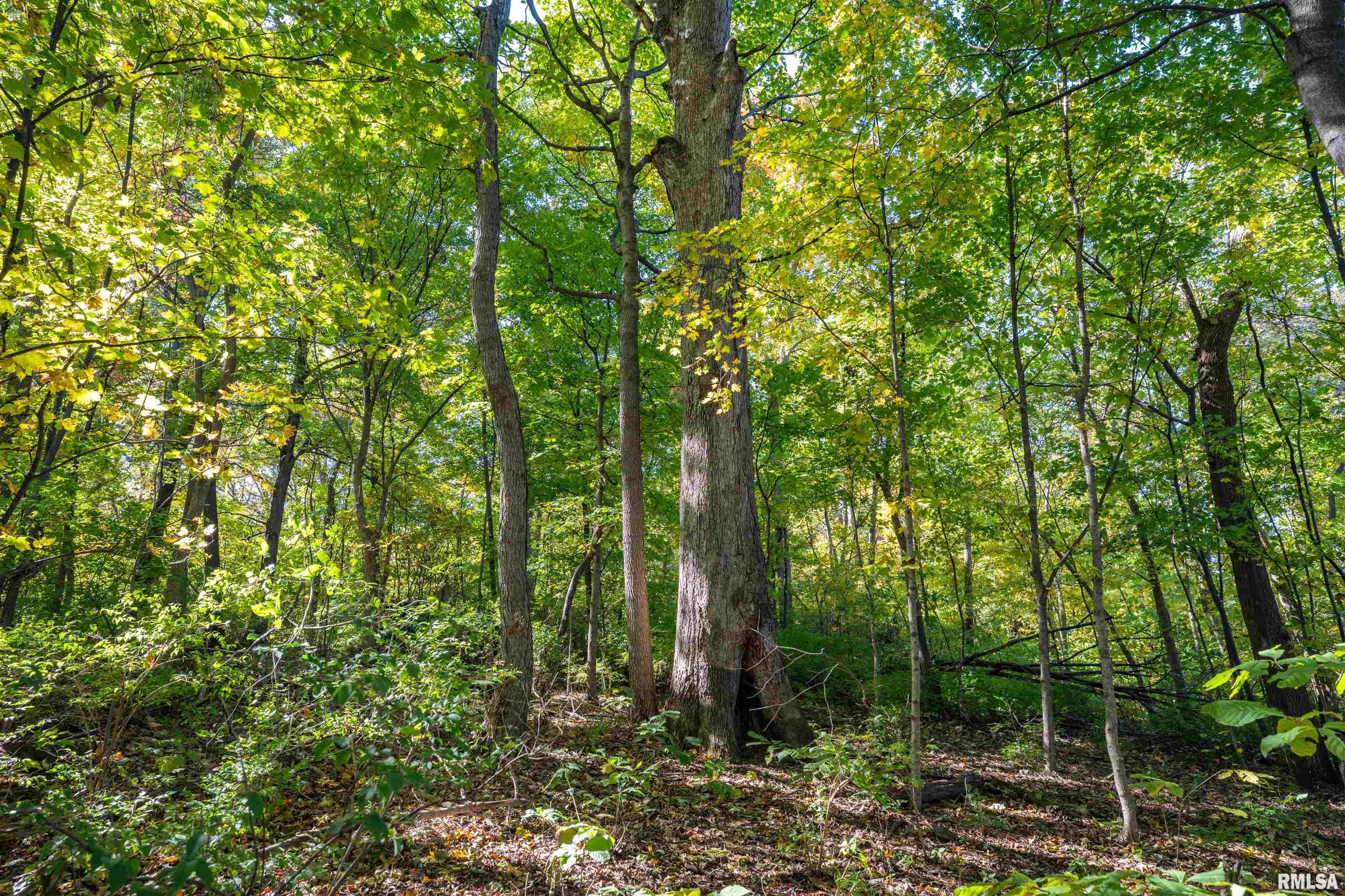 0 Eldred Road Fieldon, IL 62031 - Photo 47 of 76