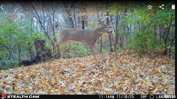 $1,274,000 | 0 Eldred Road, Fieldon, IL 62031