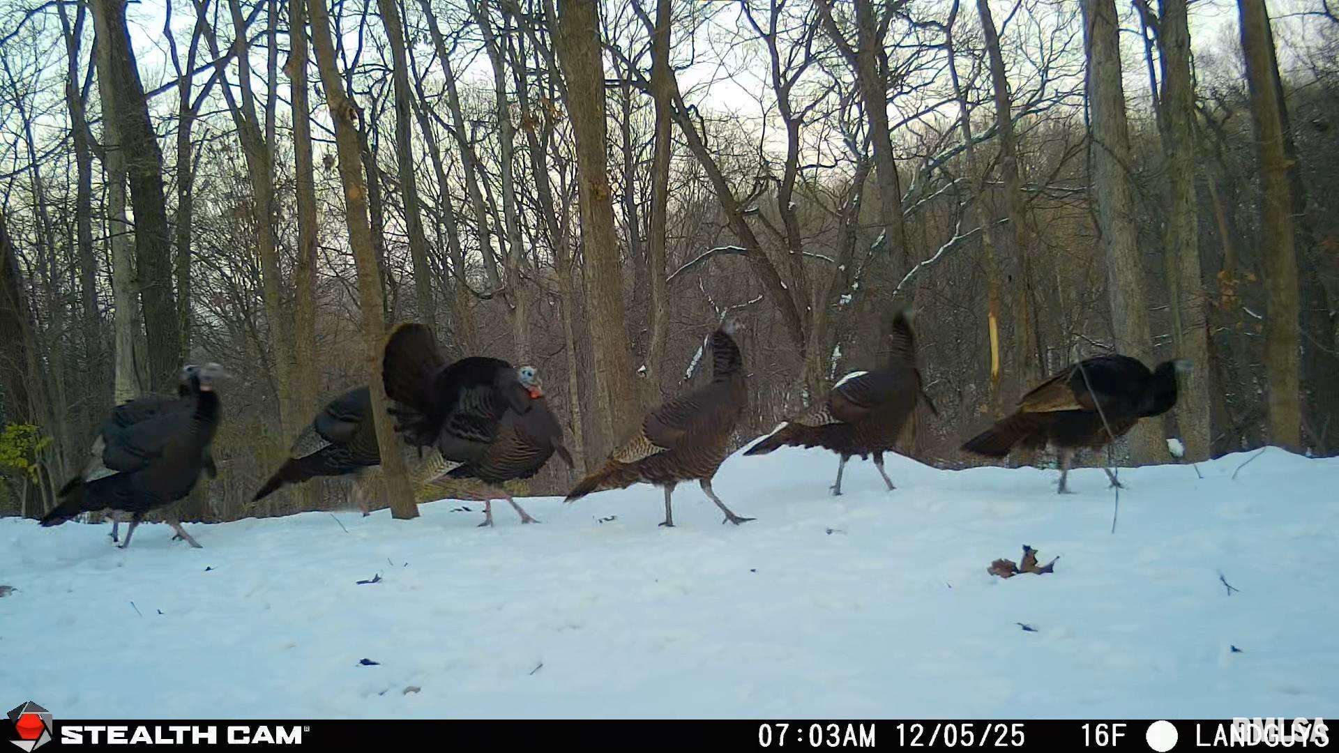 0 Eldred Road Fieldon, IL 62031 - Photo 71 of 76