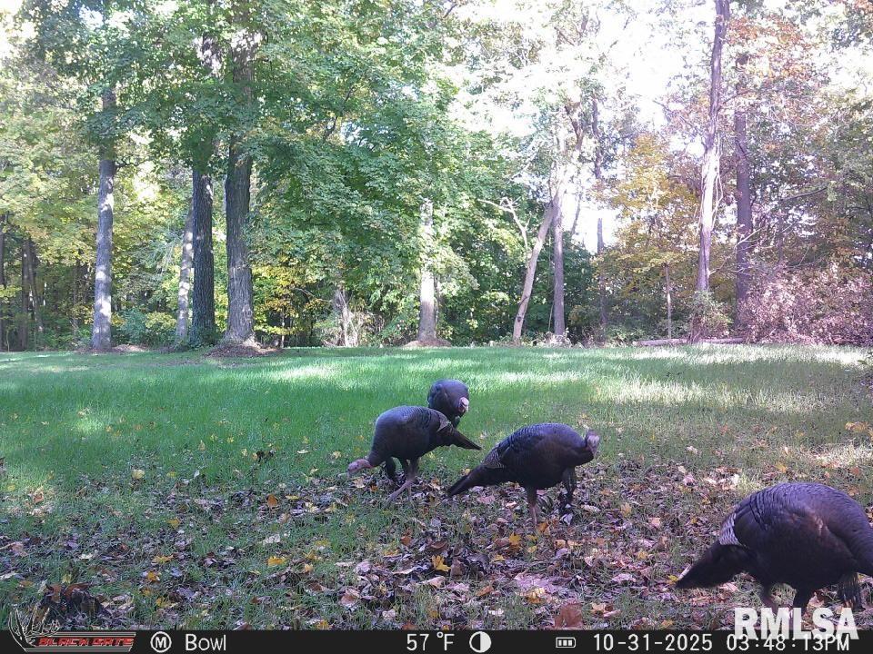 0 Eldred Road Fieldon, IL 62031 - Photo 72 of 76