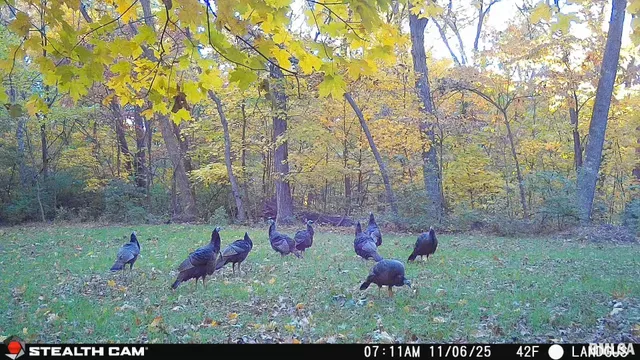 $1,347,500 | 0 Eldred Road, Fieldon, IL 62031