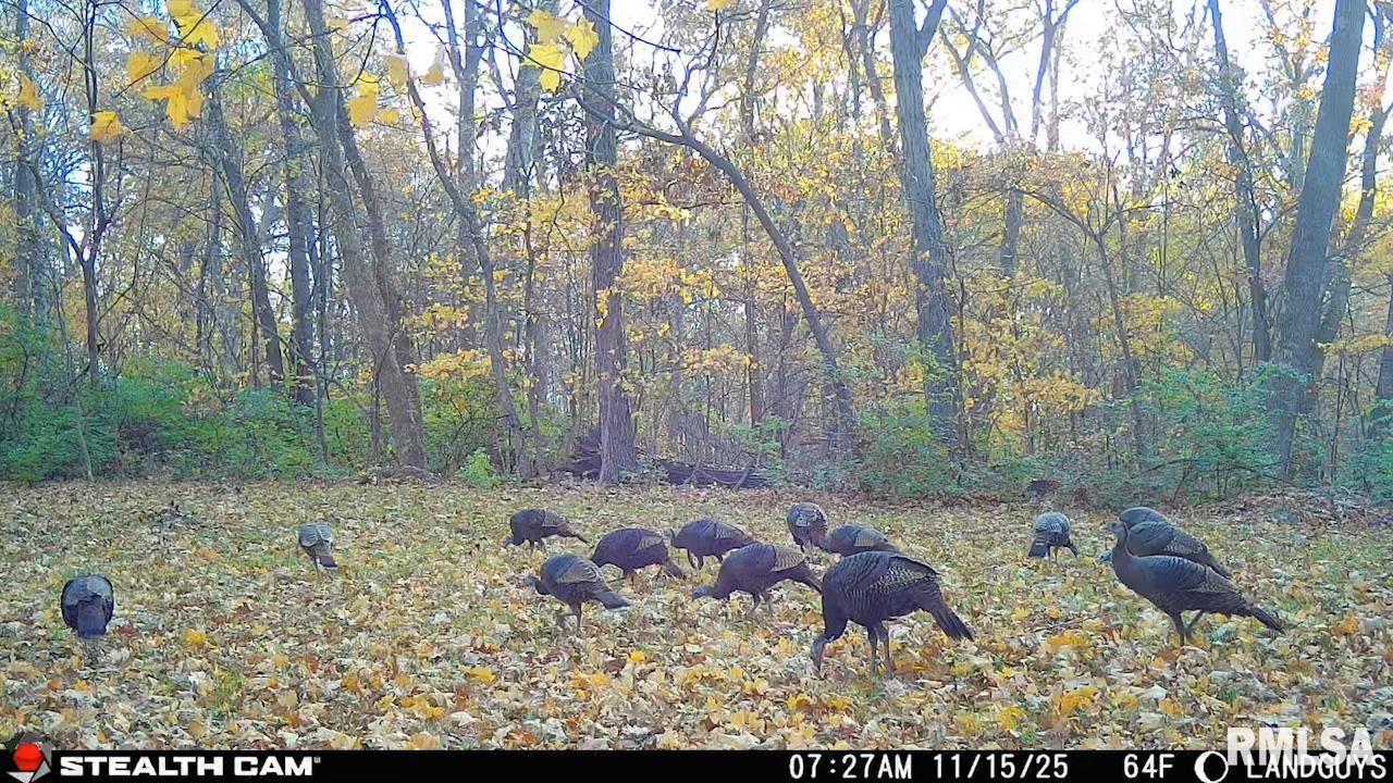 0 Eldred Road Fieldon, IL 62031 - Photo 74 of 76