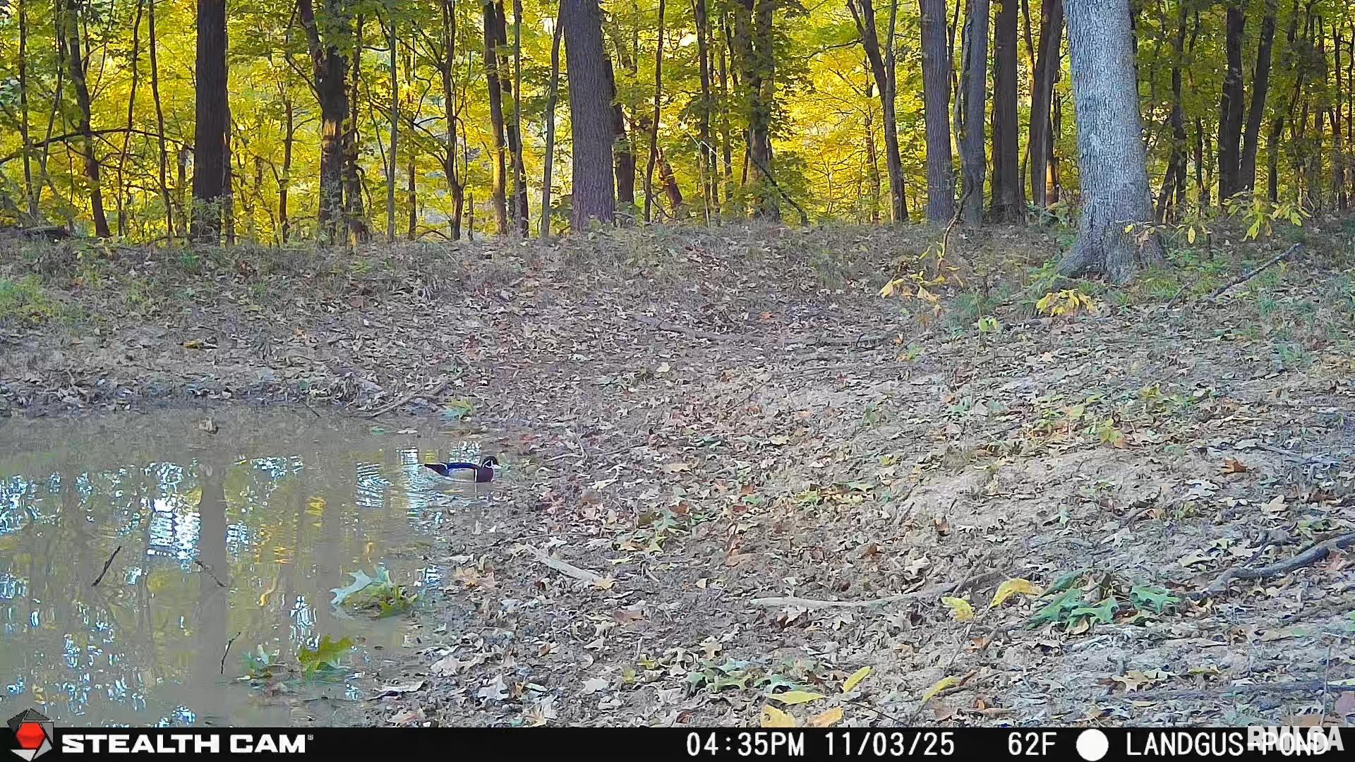 0 Eldred Road Fieldon, IL 62031 - Photo 75 of 76