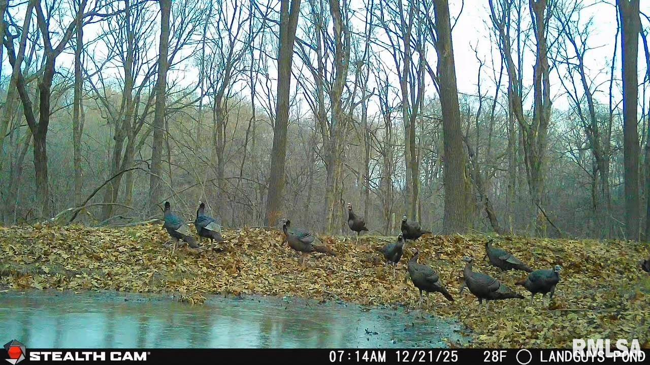 0 Eldred Road Fieldon, IL 62031 - Photo 76 of 76