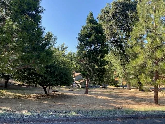 a tree is standing next to a road