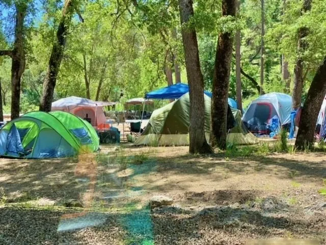 a view of a yard with large tree