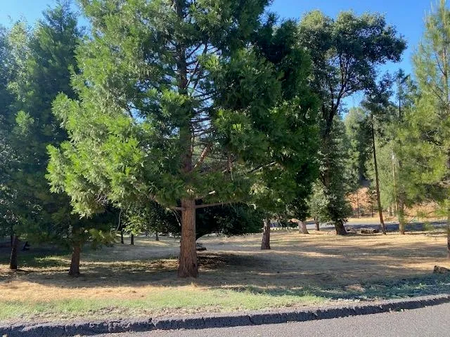 a view of a tree in the middle of a yard