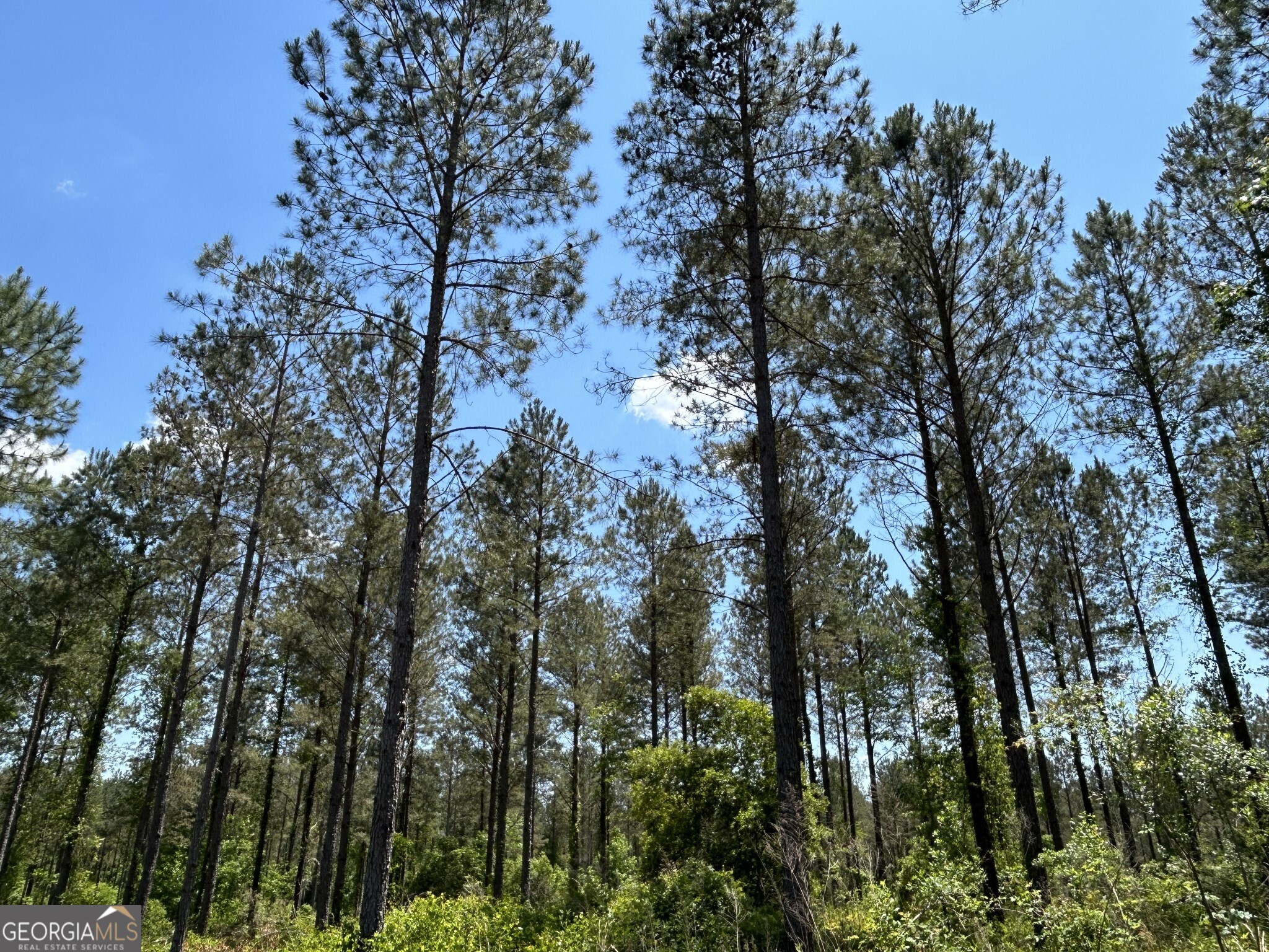 0 Springhaven Road, Unit LOT 18 Dexter, GA 31019 - Photo 7 of 14 a view of a forest with lots of trees