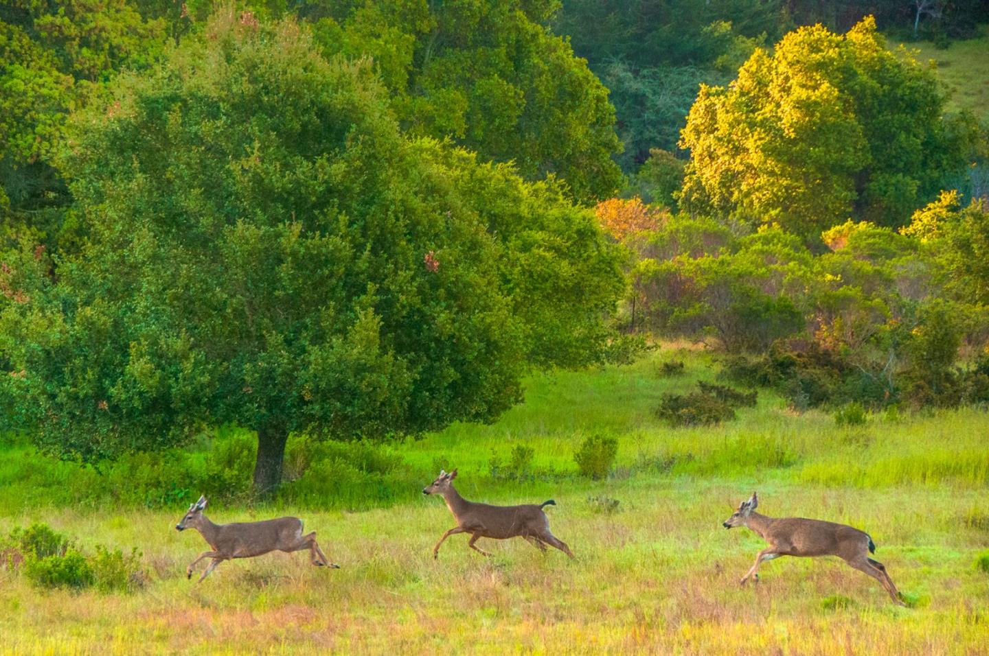 1800 Back Ranch Road Santa Cruz, CA 95060 - Photo 64 of 66 Gallery Image 64