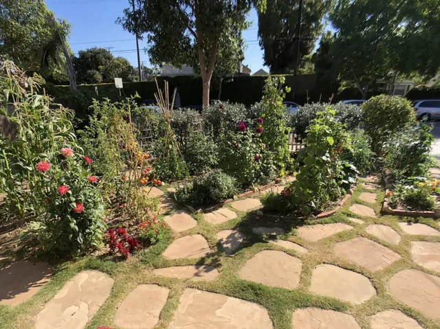 a view of a garden with plants