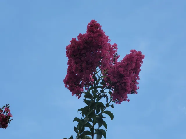 a sign that is in front of flowers