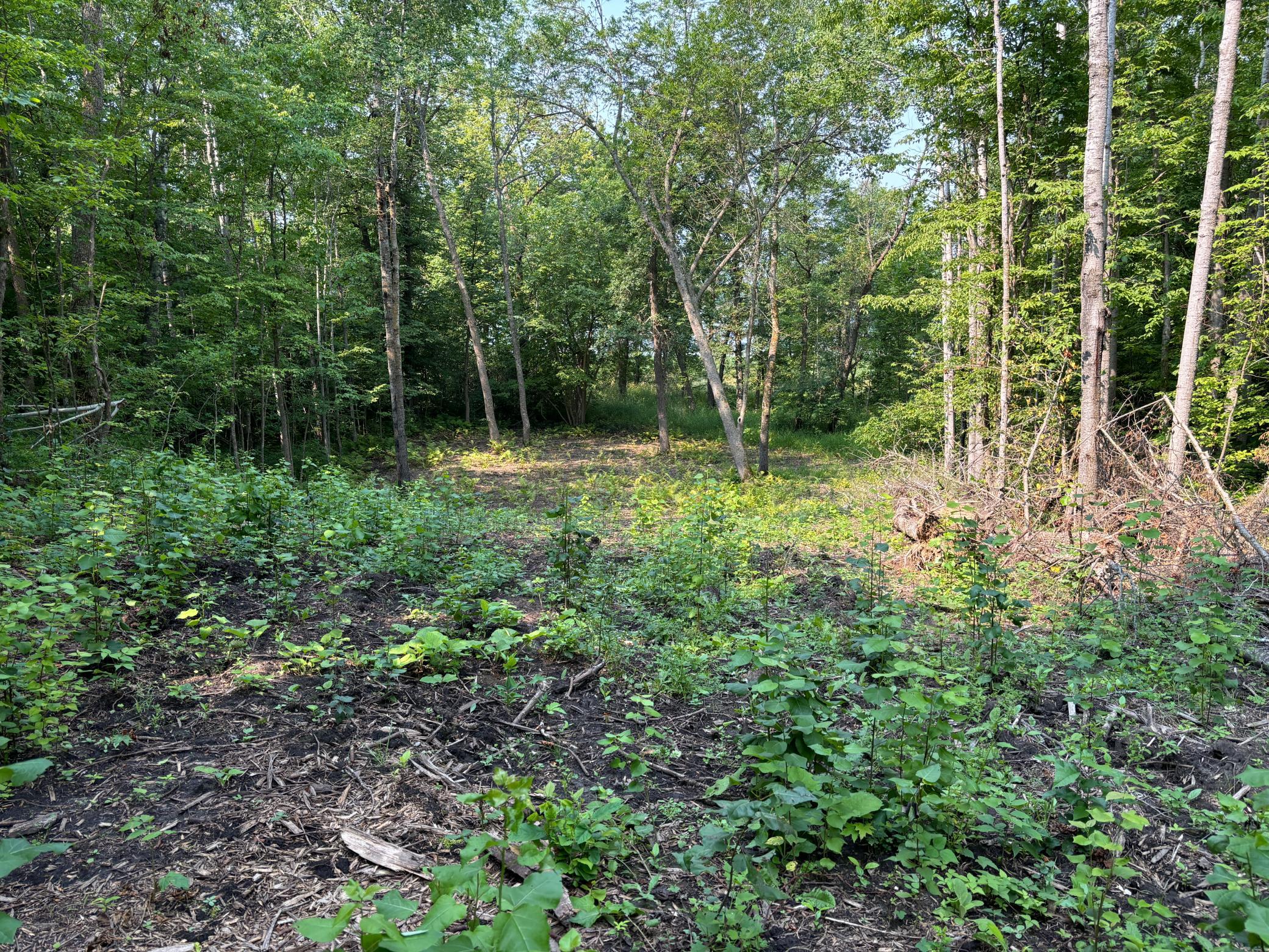 1250 Island Lake Road Lengby, MN 56651 - Photo 6 of 8
