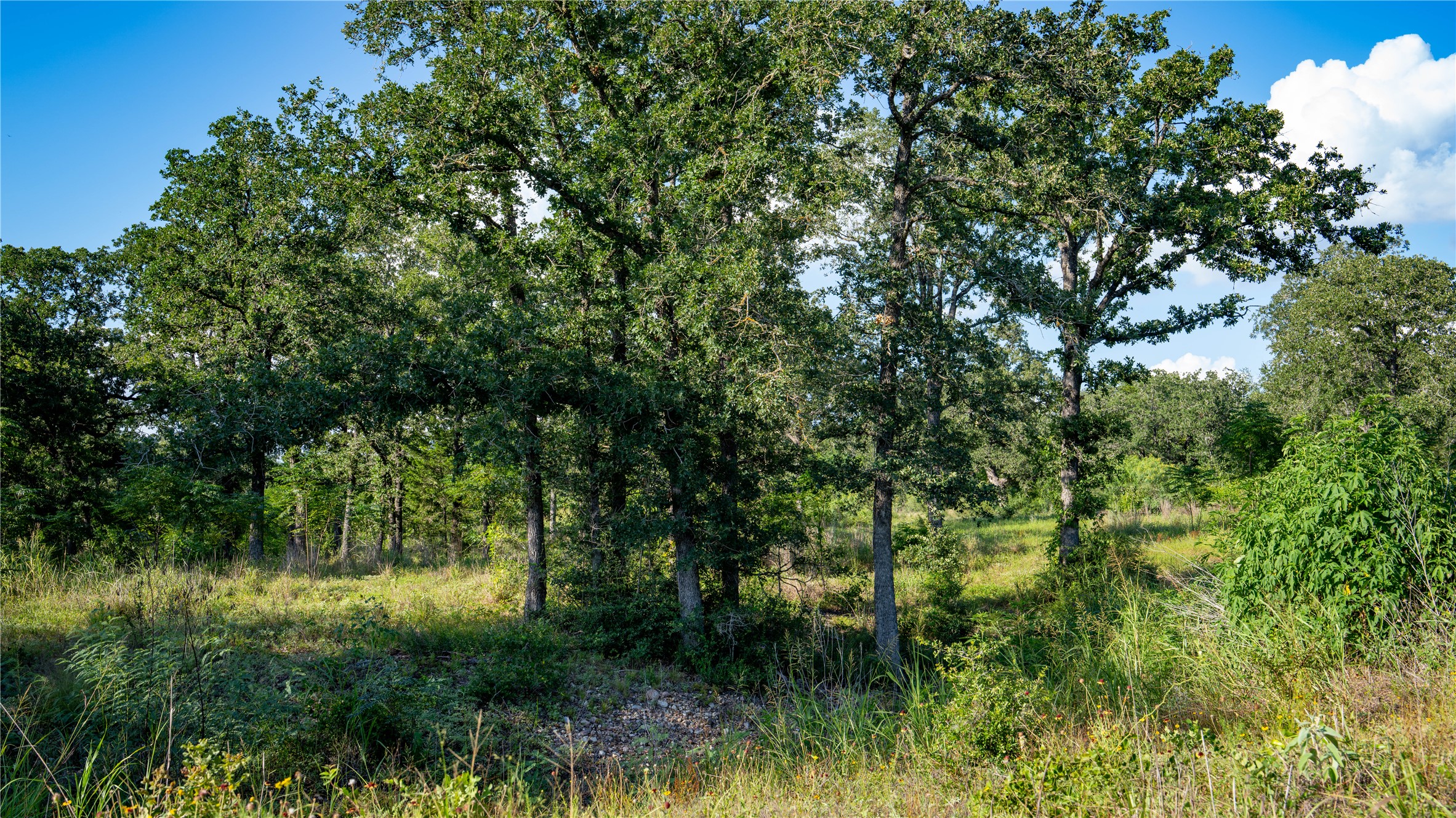 206 Sayers Road Bastrop, TX 78602 - Photo 11 of 23 a view of a yard with plants and a large tree