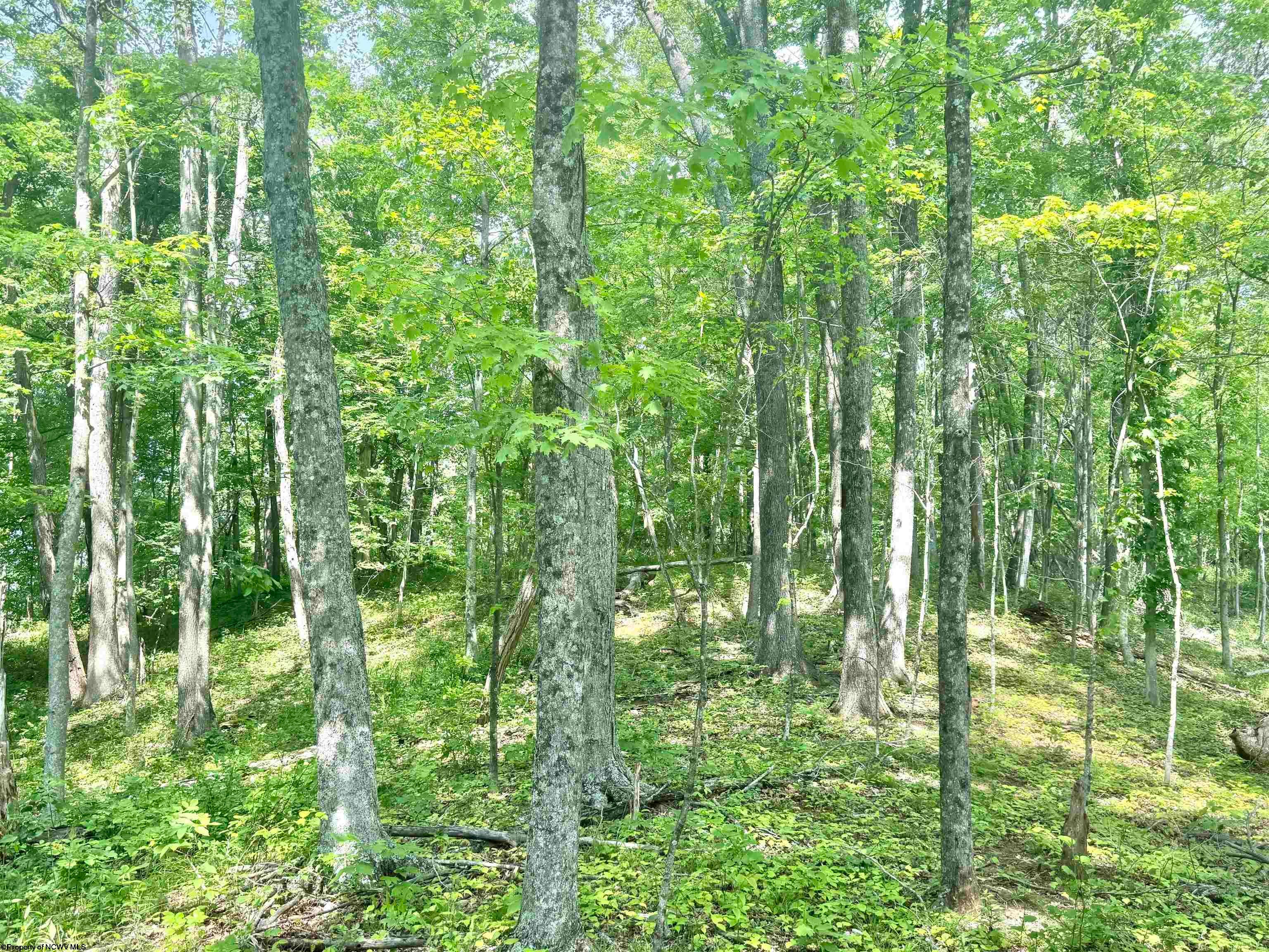 Tbd Big Pigeon Road Procious, WV 25164 - Photo 35 of 49 Gallery Image 35