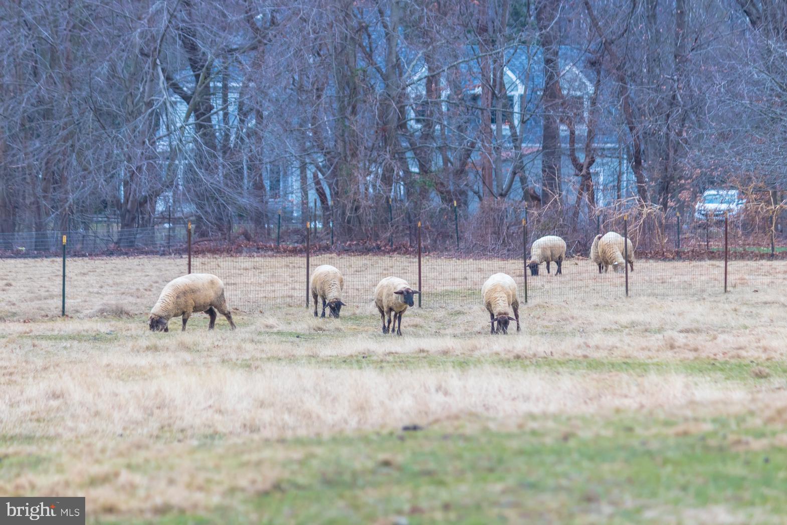 250 Extonville Road Allentown, NJ 08501 - Photo 27 of 61 West Grazing Area