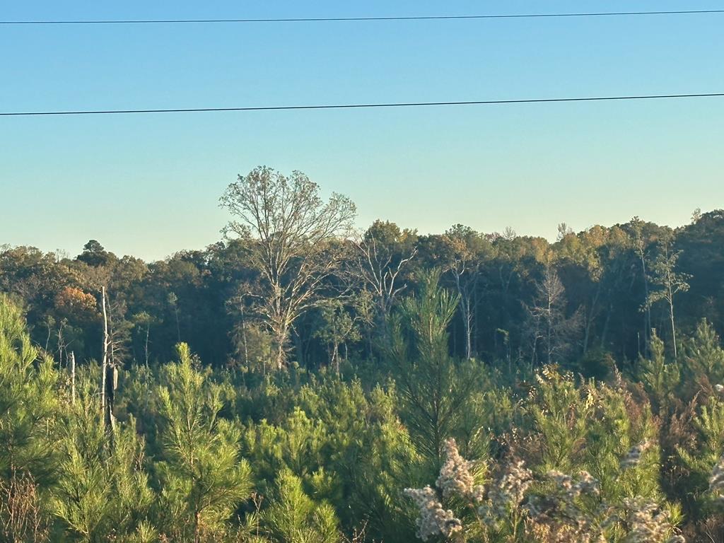 250 Adams Mill Road Clayton, AL 36016 - Photo 9 of 74