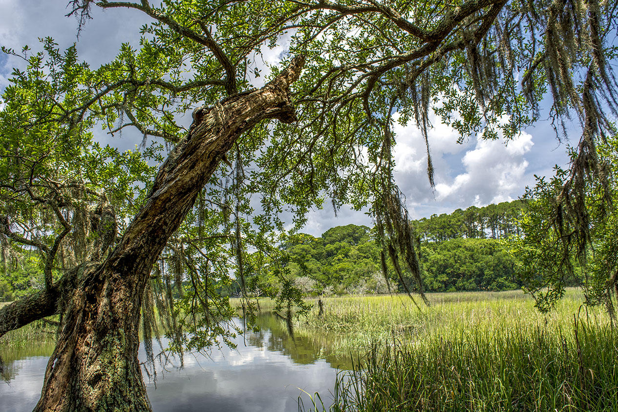 8370 Chisolm Plantation Road Edisto Island, SC 29438 - Photo 9 of 23 tree tidal small
