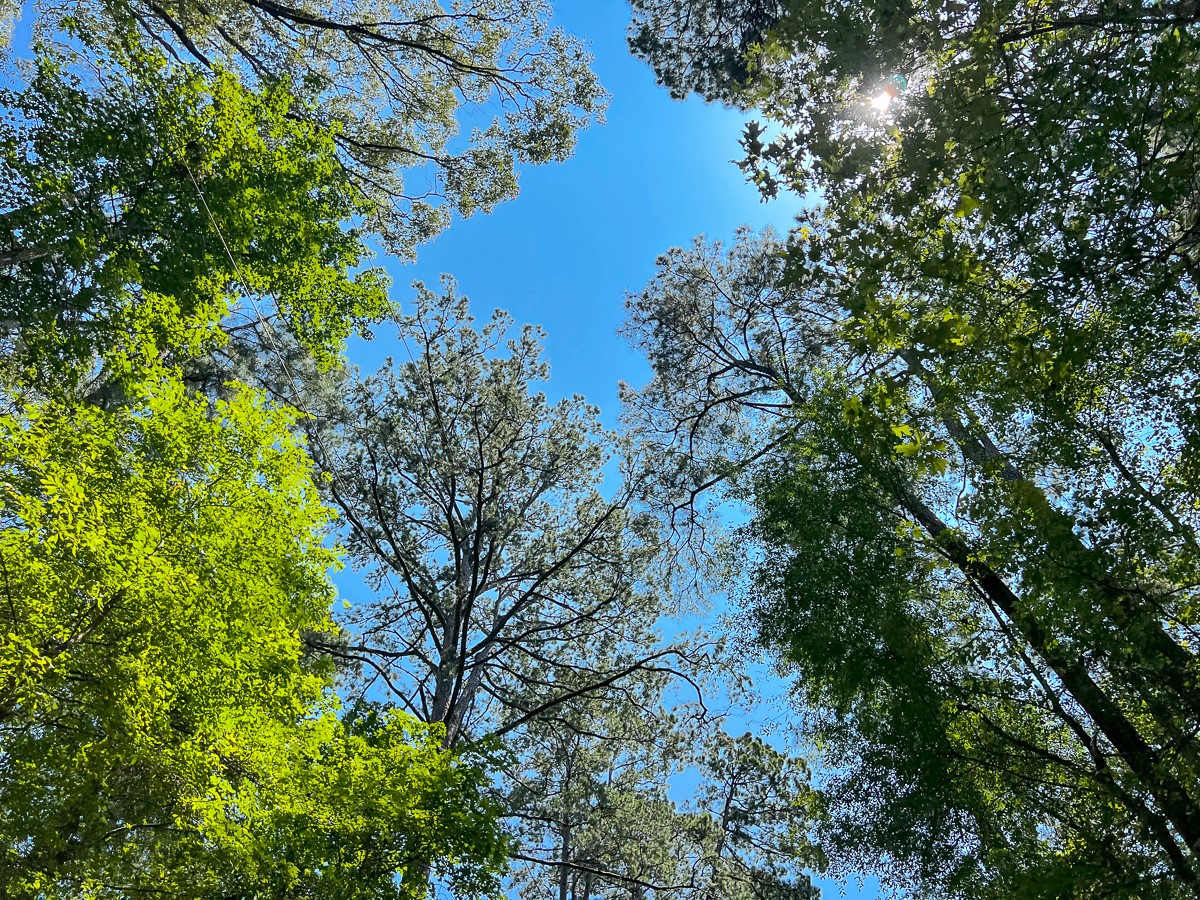 1 New Haven Road Hemphill, TX 75948 - Photo 6 of 8 a view of a tree in a garden