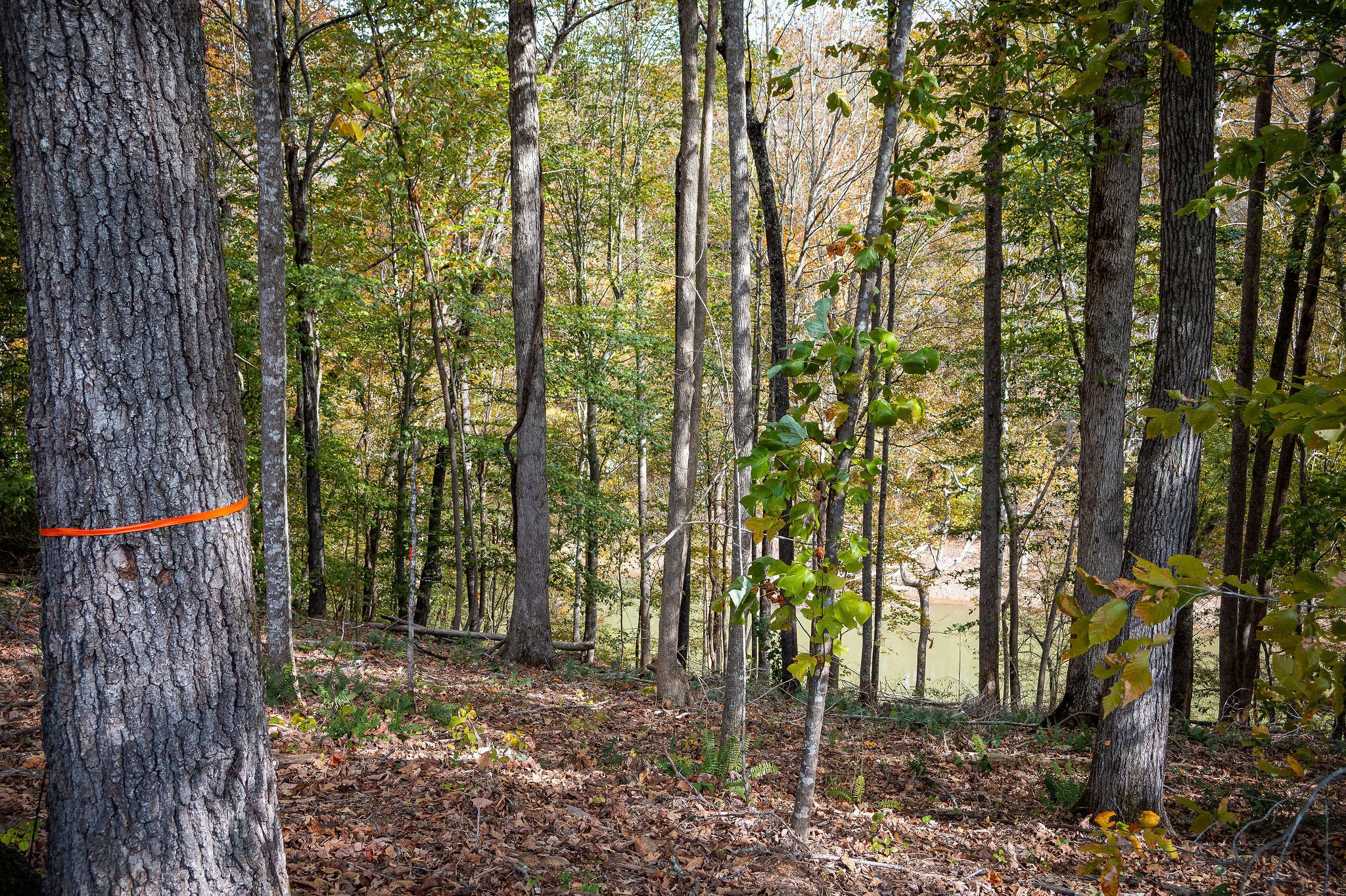 0 Goodbar Road Rock Island, TN 38581 - Photo 34 of 41 Gallery Image 34
