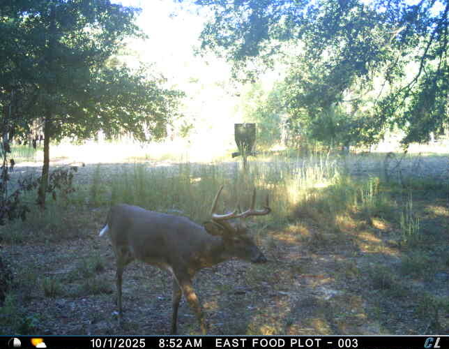 7901 State Rd S-6-169 Blackville, SC 29817 - Photo 48 of 89