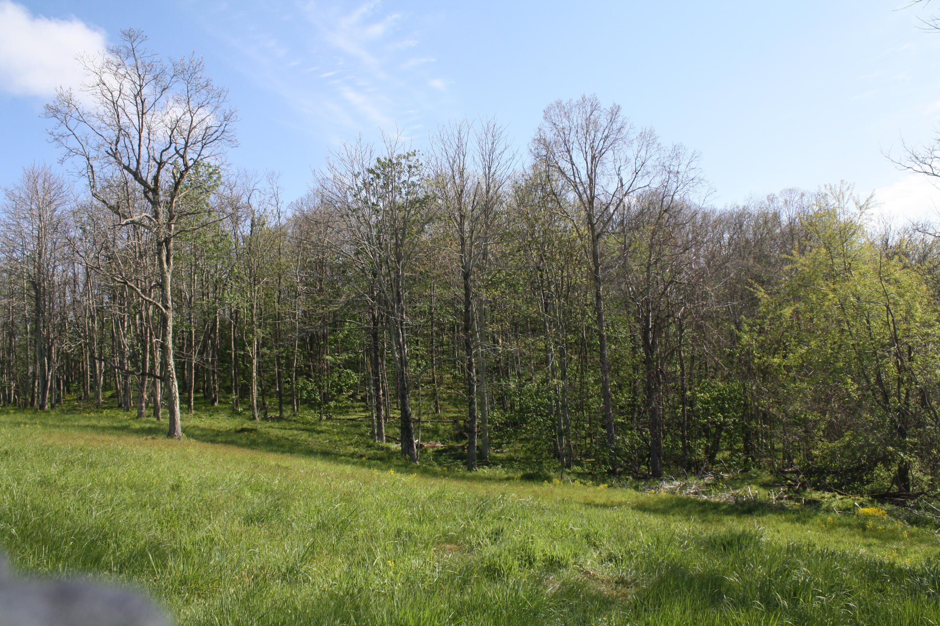 1161 Plumley Mountain Road Sandstone, WV 25985 - Photo 61 of 138 Gallery Image 61