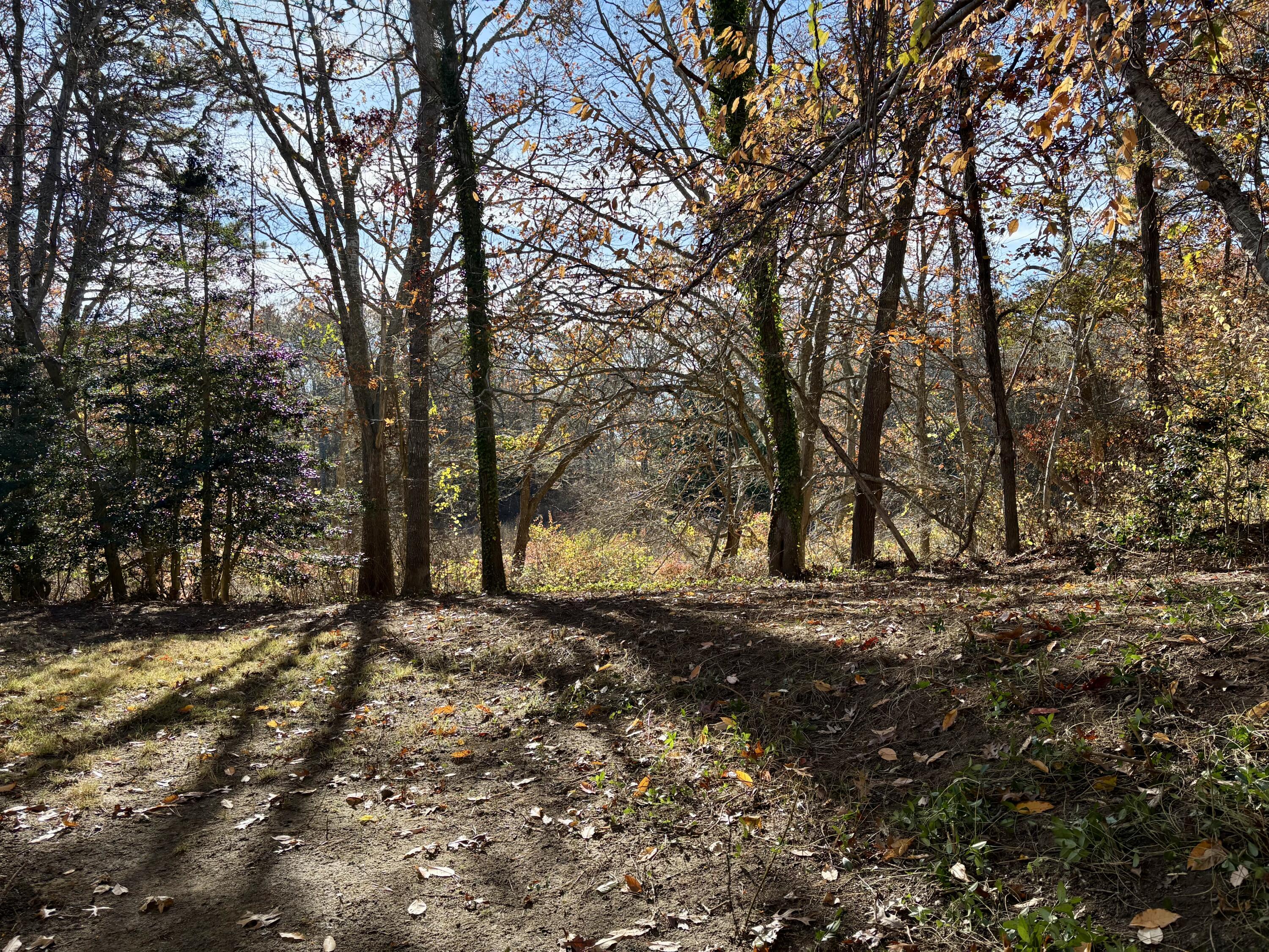 55 Chickadee Lane Centerville, MA 02632 - Photo 26 of 26 a view of a yard with large trees