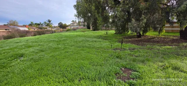 a view of a backyard with large trees
