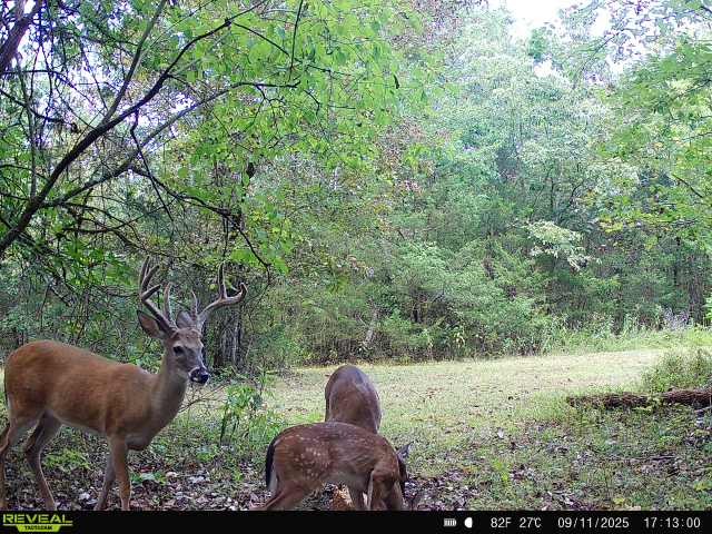 39 Boning Road Fayetteville, TN 37334 - Photo 40 of 43 a view of a yard with large trees
