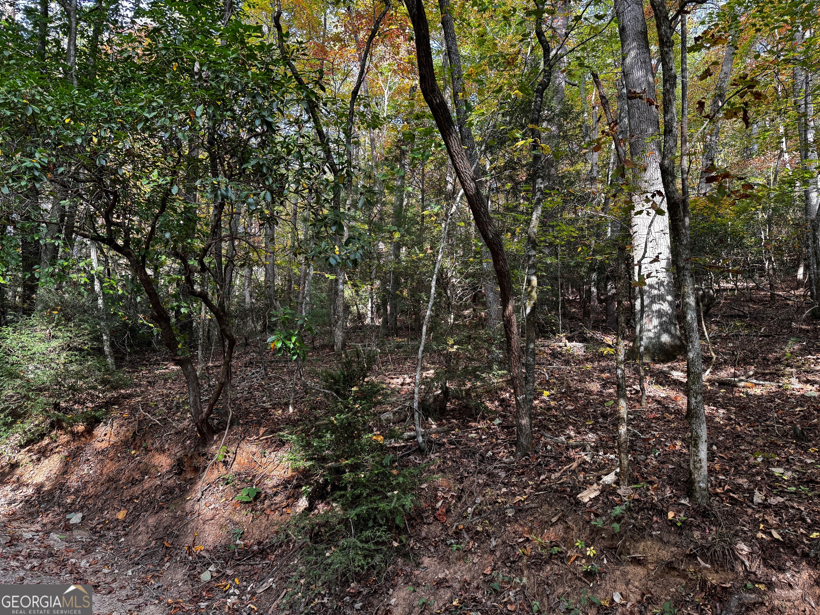 0 Wheeler Ridge Drive Sautee Nacoochee, GA 30571 - Photo 4 of 6 a view of a forest with lots of trees
