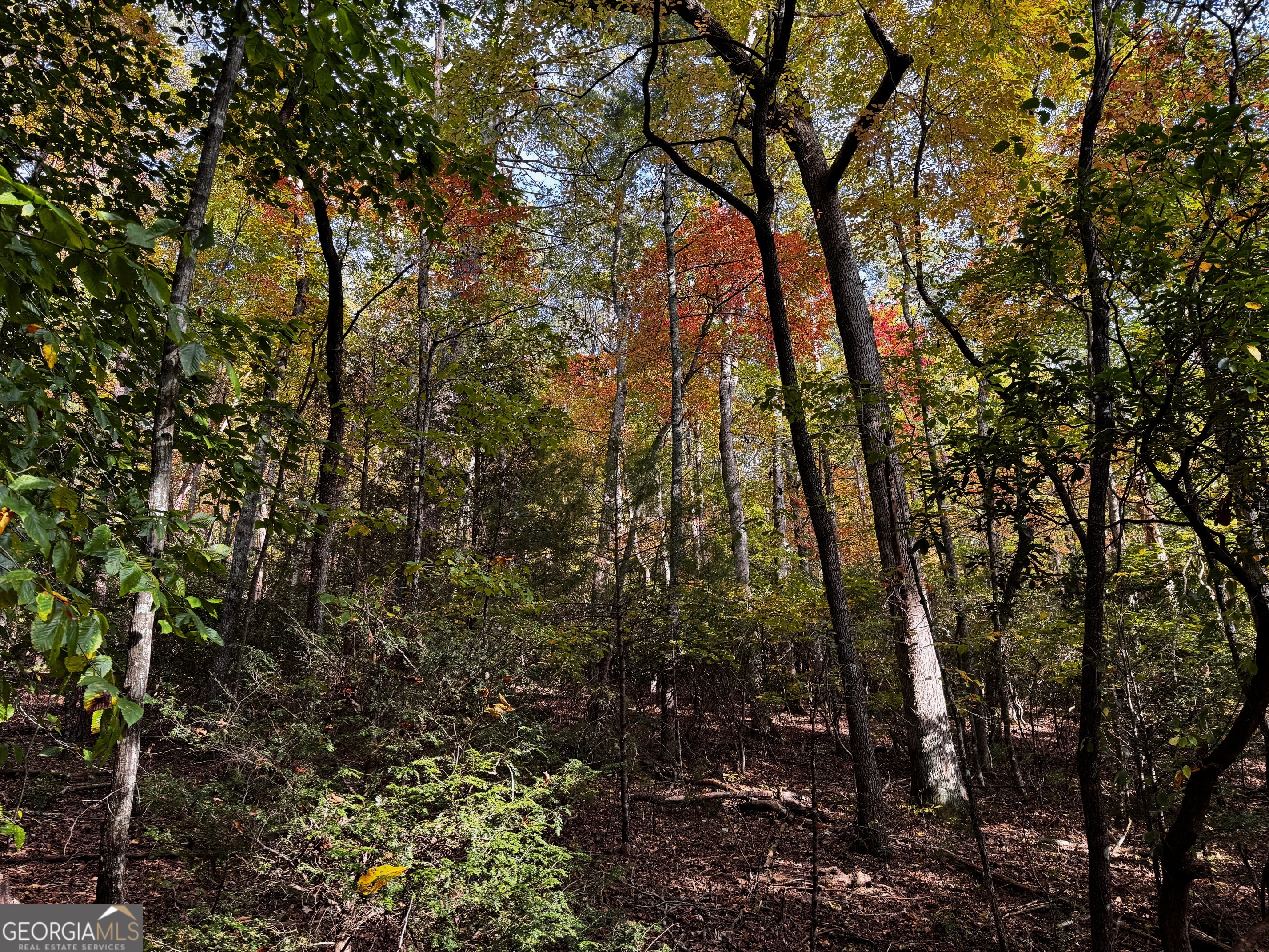 0 Wheeler Ridge Drive Sautee Nacoochee, GA 30571 - Photo 5 of 6 a view of forest